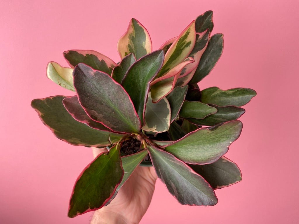 Peperomia "Ginny" - 6" - The Succulent City