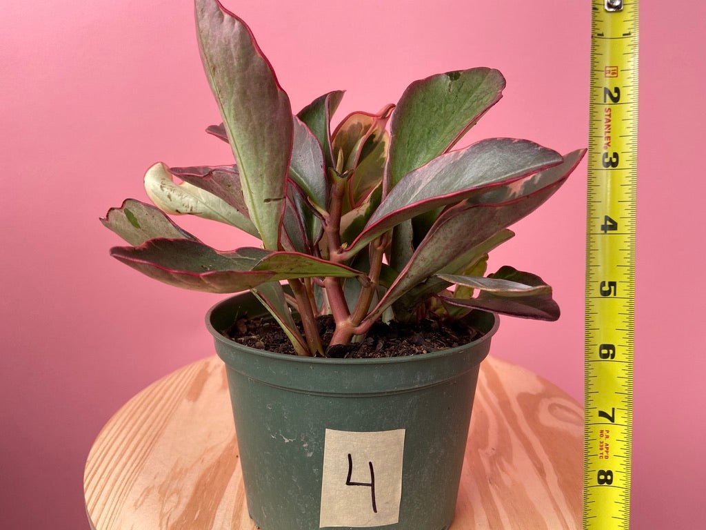Peperomia "Ginny" - 6" - The Succulent City
