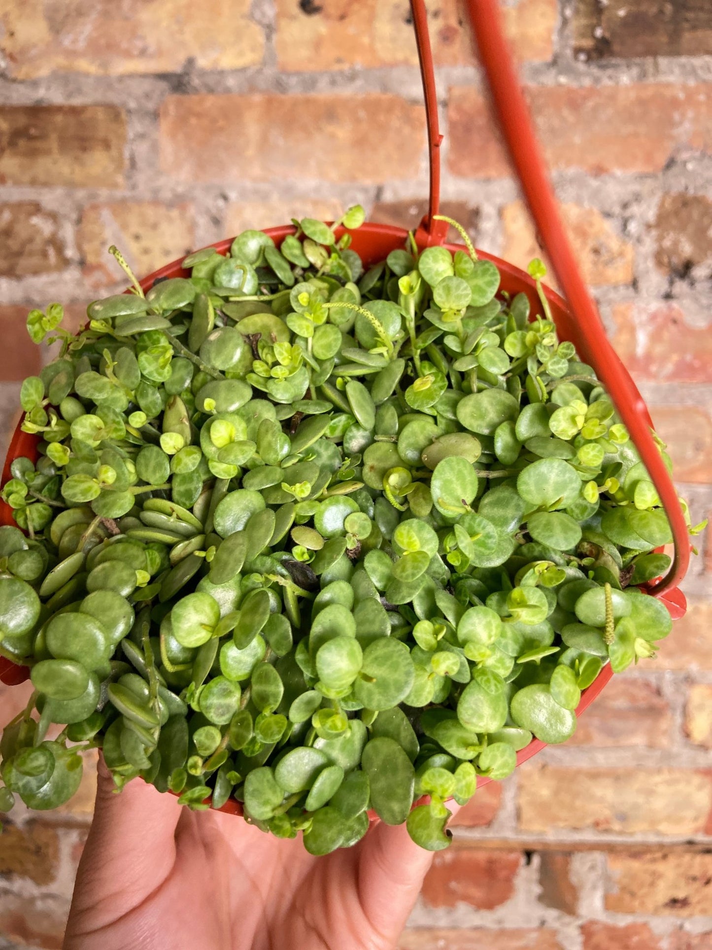 Peperomia Prostrata "String of Turtles" - 6" - The Succulent City