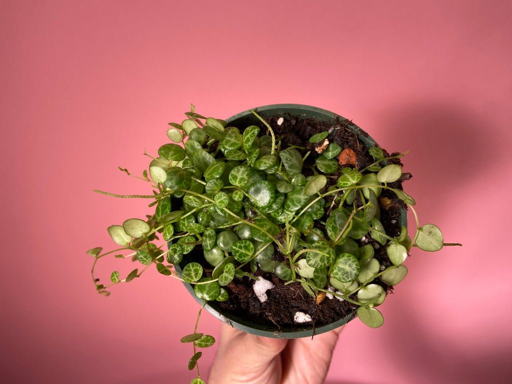 Peperomia Prostrata "String of Turtles" - 6" - The Succulent City