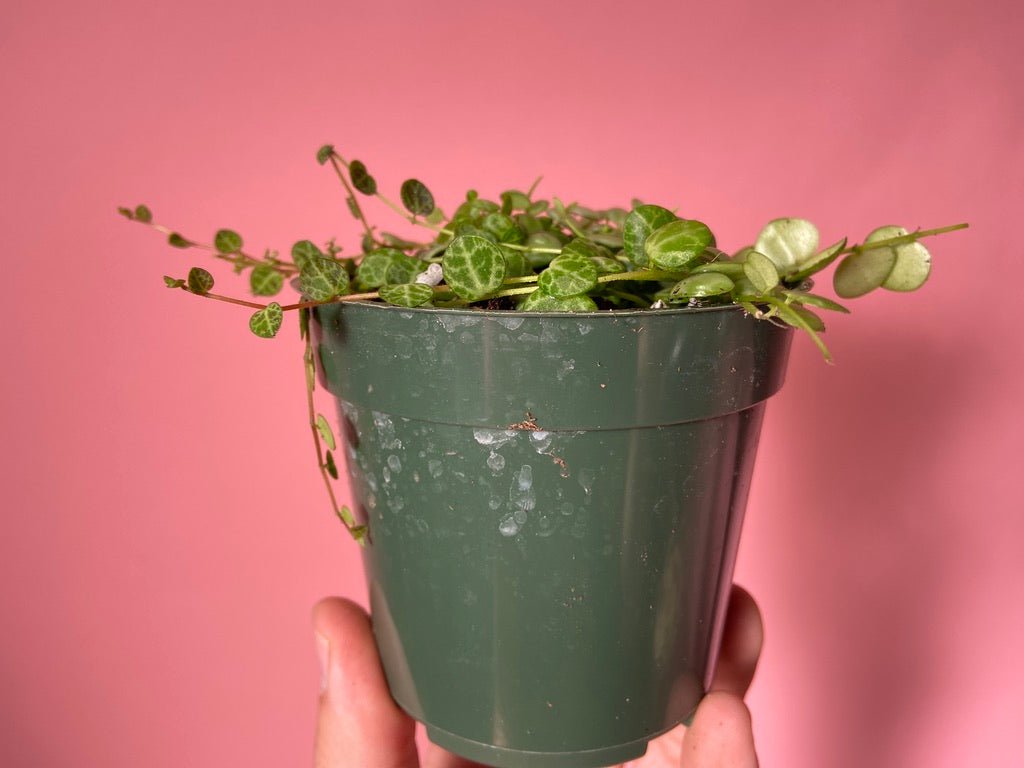 Peperomia Prostrata "String of Turtles" - 6" - The Succulent City