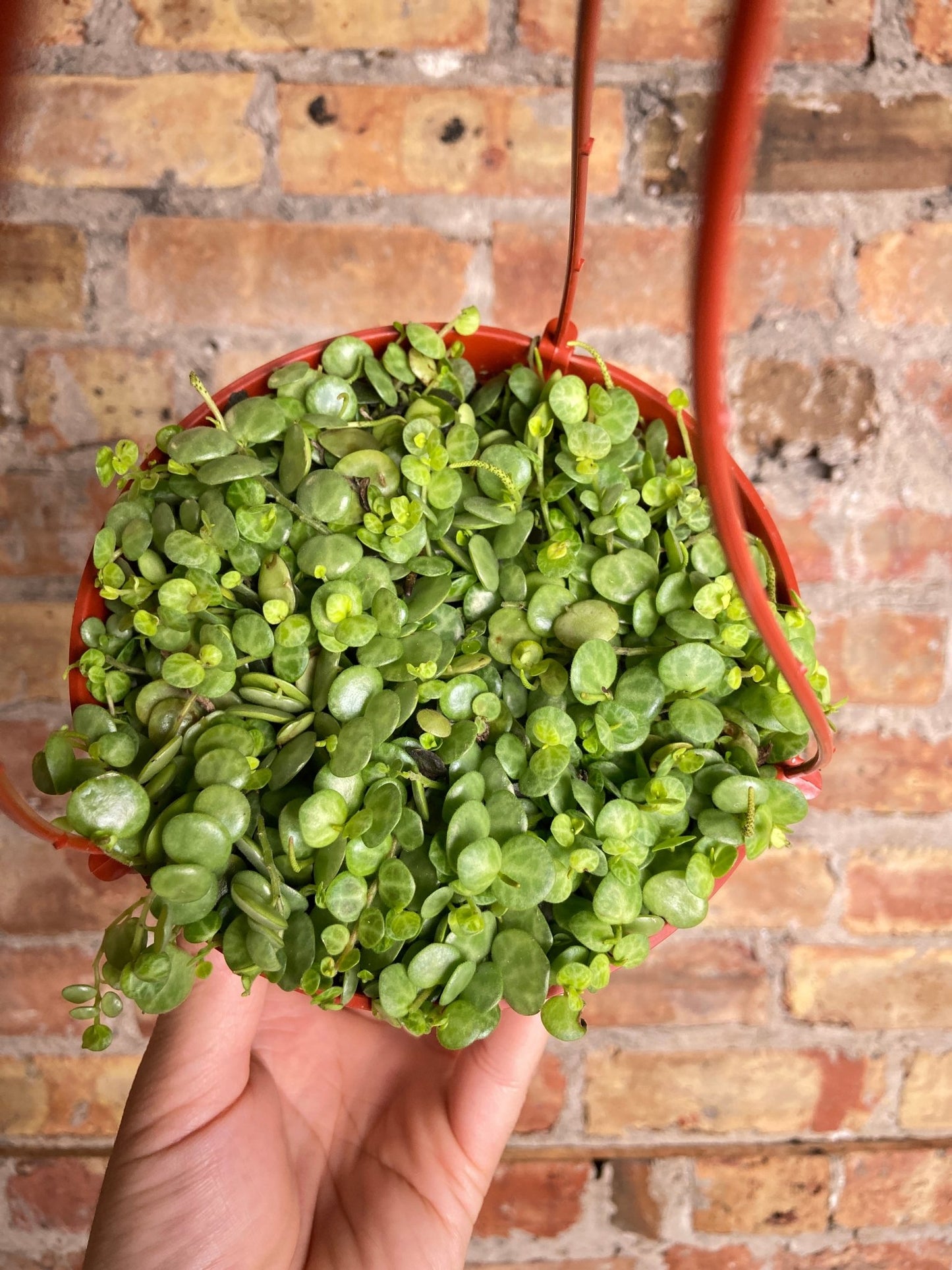 Peperomia Prostrata "String of Turtles" - 6" - The Succulent City