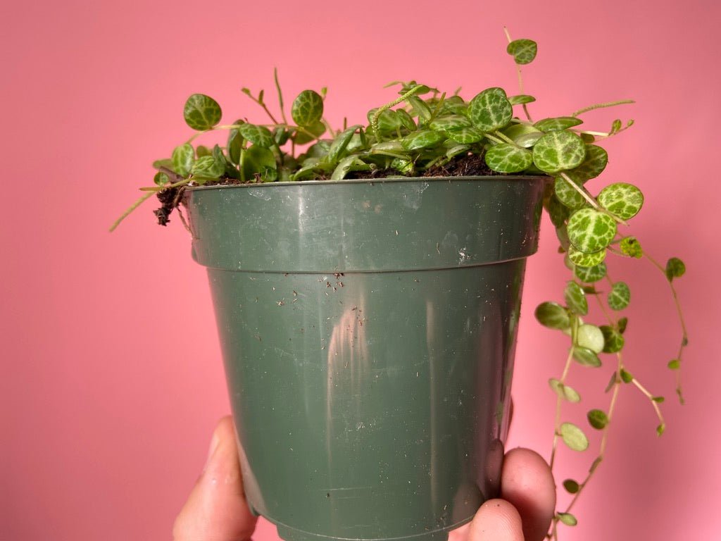 Peperomia Prostrata "String of Turtles" - 6" - The Succulent City