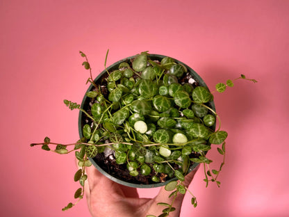 Peperomia Prostrata "String of Turtles" - 6" - The Succulent City