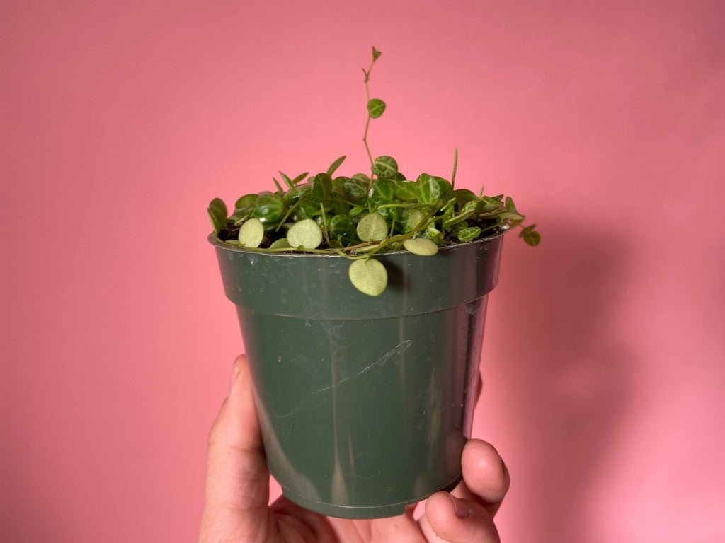 Peperomia Prostrata "String of Turtles" - 6" - The Succulent City