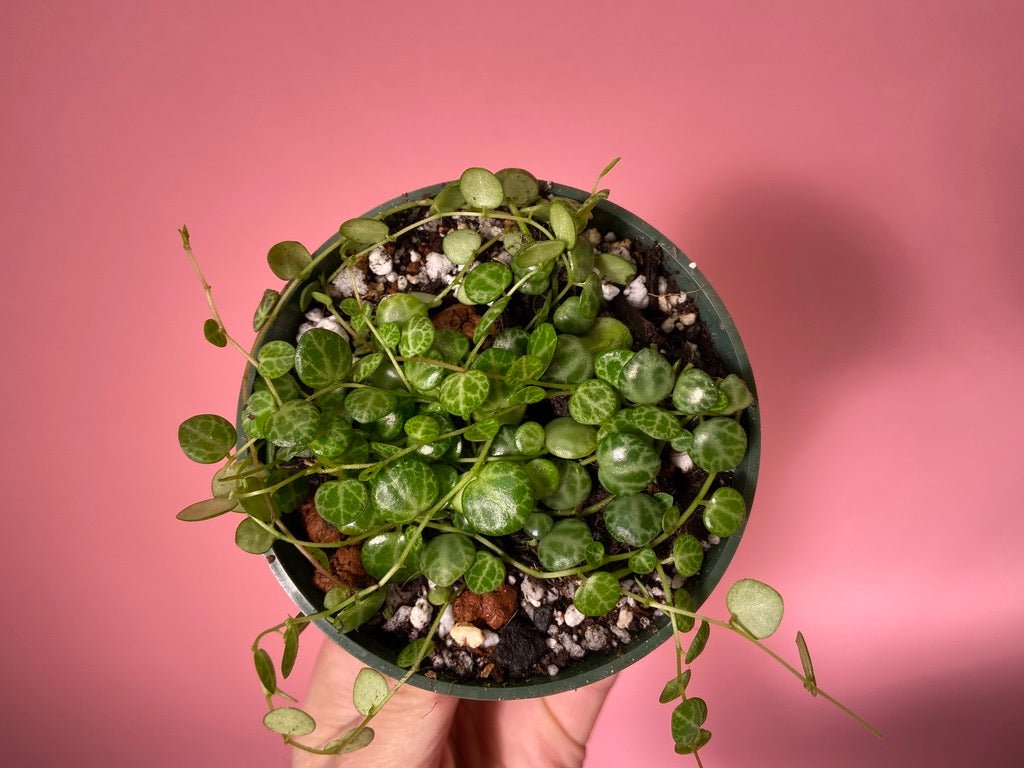 Peperomia Prostrata "String of Turtles" - 6" - The Succulent City