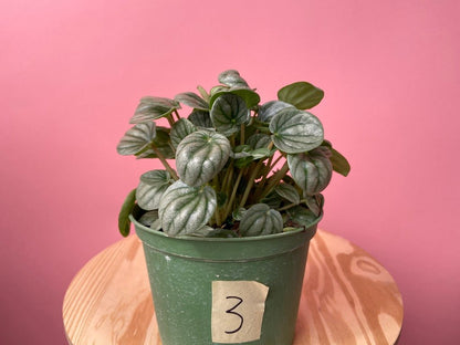 Peperomia "Silver Frost" - 6" - The Succulent City