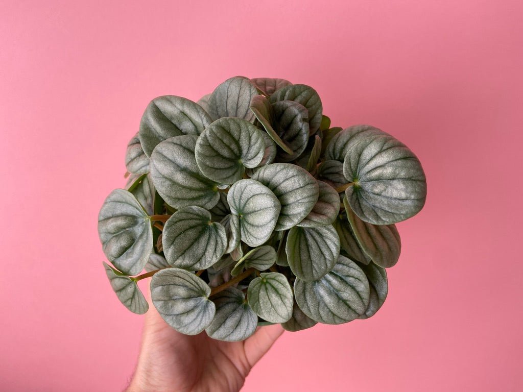Peperomia "Silver Frost" - 6" - The Succulent City
