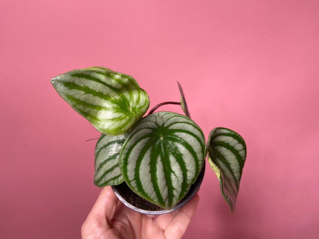 Peperomia "Watermelon" - 4" - The Succulent City