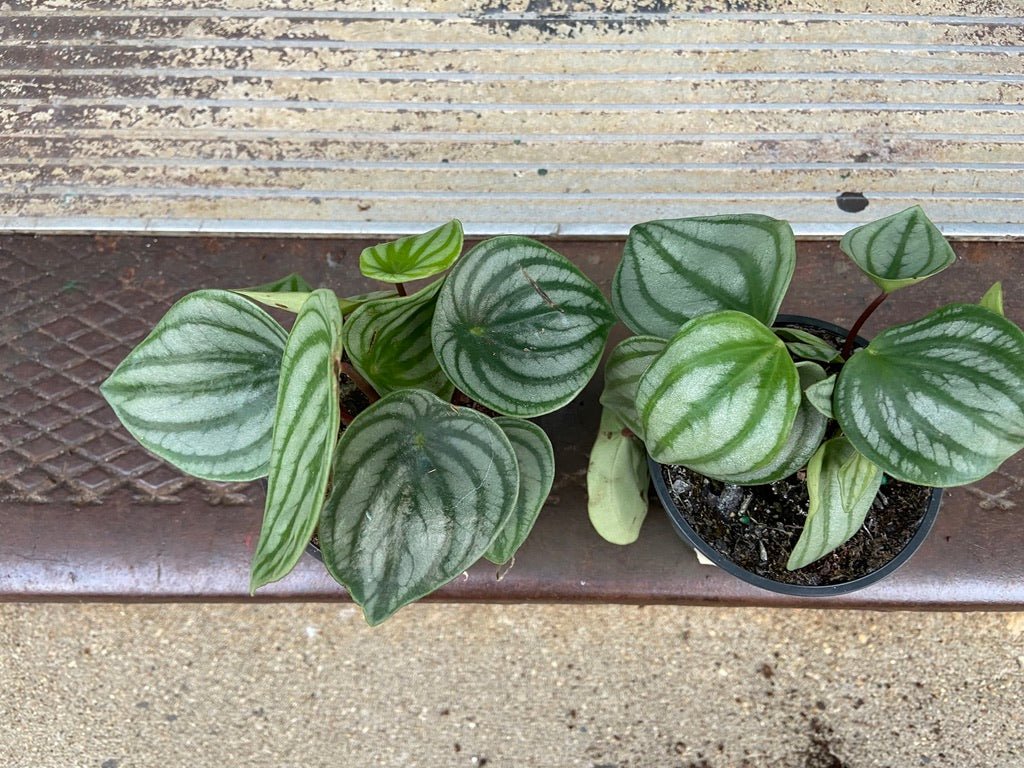 Peperomia "Watermelon" - 4" - The Succulent City