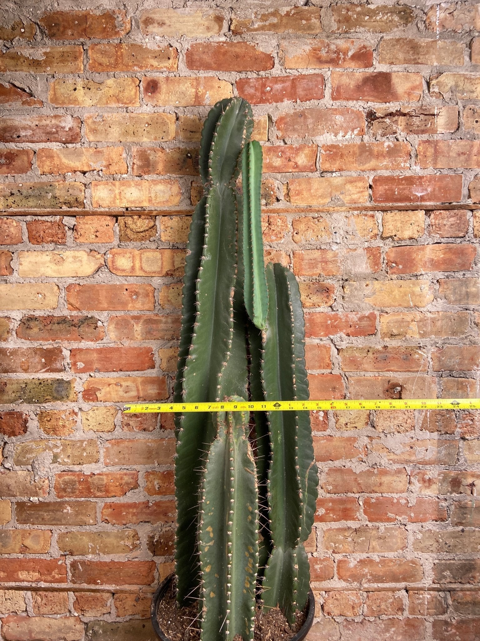 Peruvian Cactus (Triple) - 4FT Tall - The Succulent City
