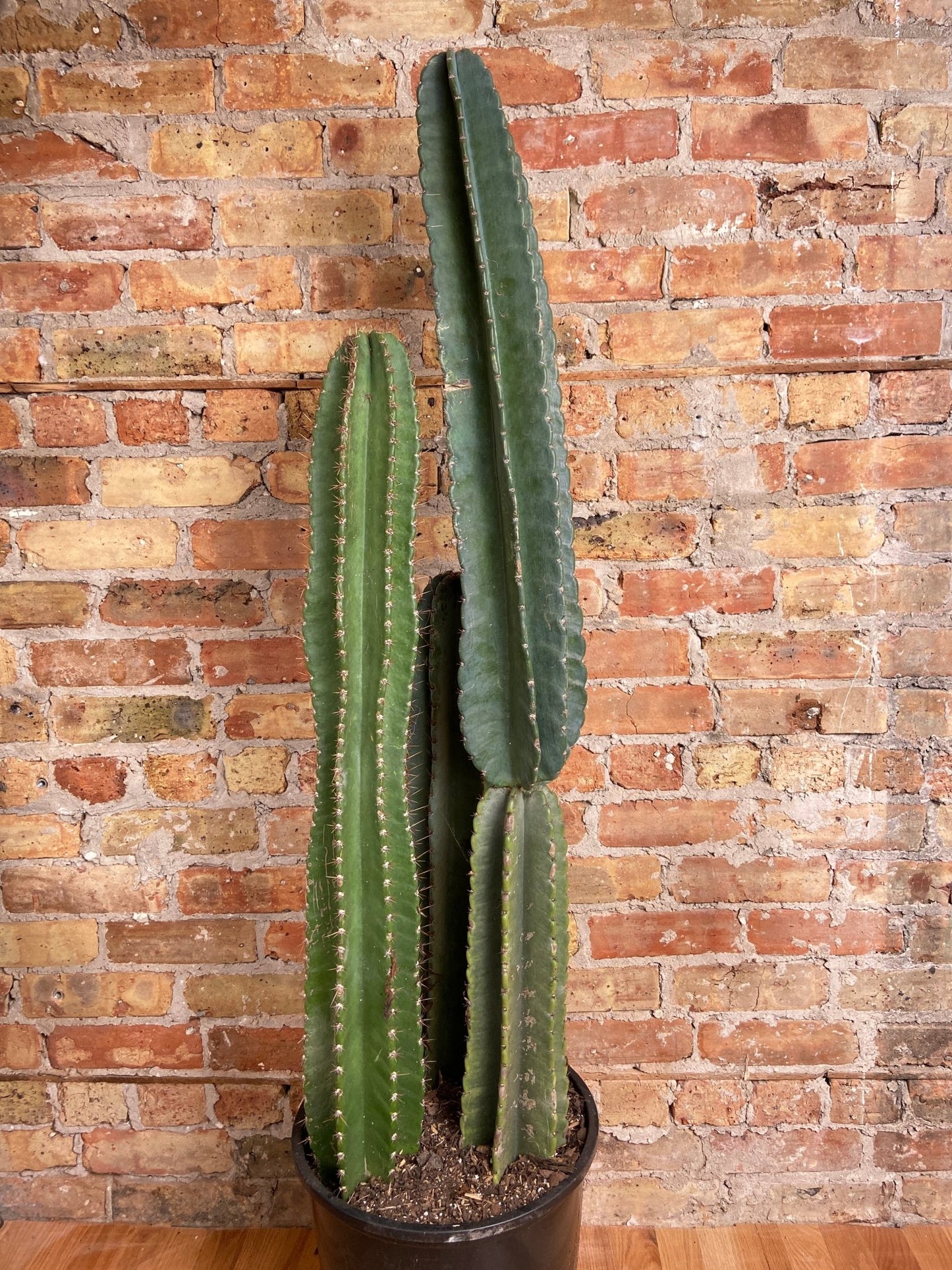 Peruvian Cactus (Triple) - 4FT Tall - The Succulent City