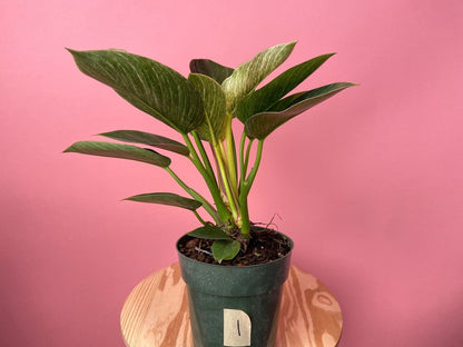 Philodendron "Birkin" - 6" - The Succulent City