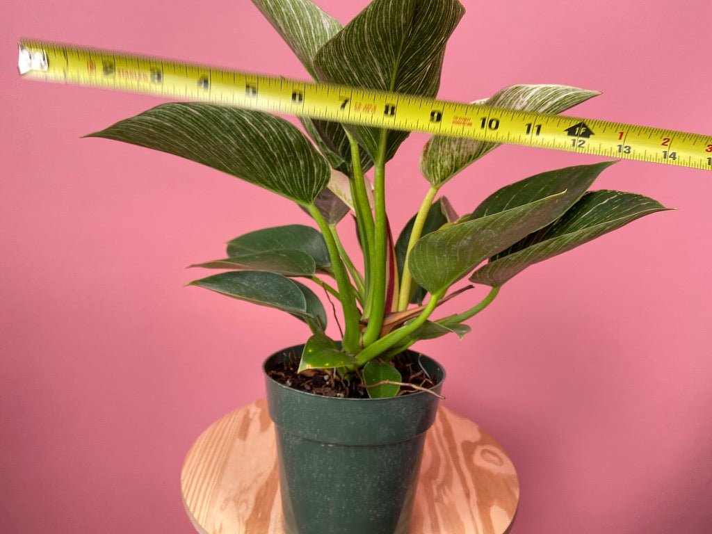 Philodendron "Birkin" - 6" - The Succulent City