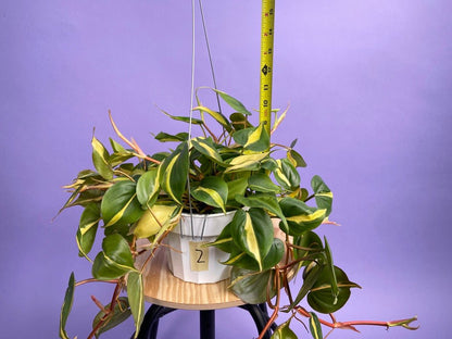 Philodendron "Brasil" - 6" - The Succulent City