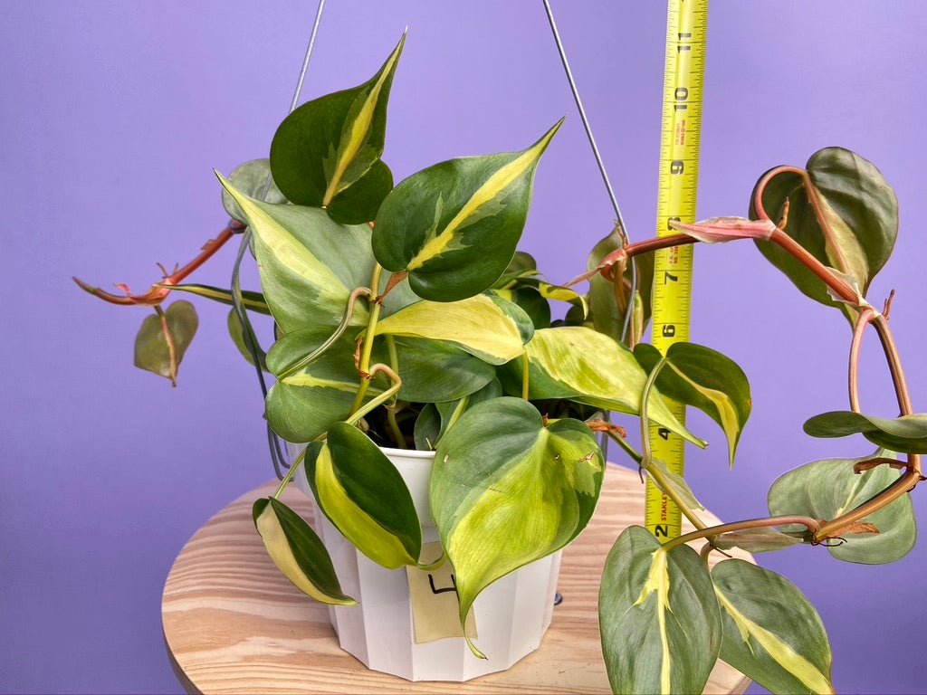 Philodendron "Brasil" - 6" - The Succulent City