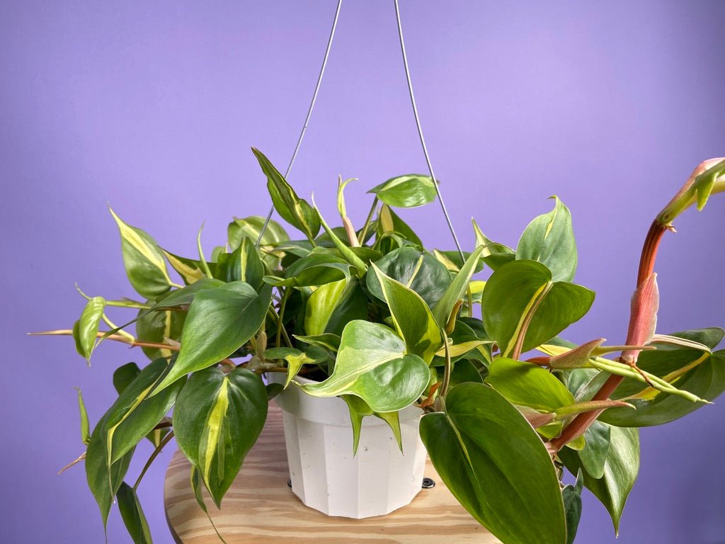 Philodendron "Brasil" - 6" - The Succulent City