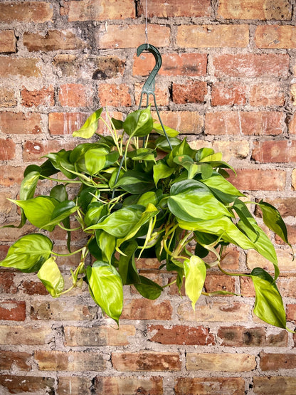 Philodendron "Brasil" (Hanging Basket) - 8" - The Succulent City