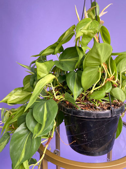 Philodendron "Brasil" (Hanging Basket) - 8" - The Succulent City