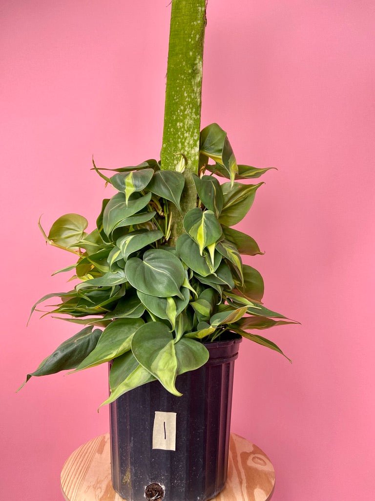 Philodendron "Brasil" (Totem) - 8" - The Succulent City