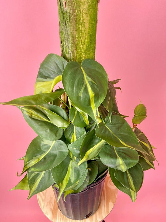 Philodendron "Brasil" (Totem) - 8" - The Succulent City