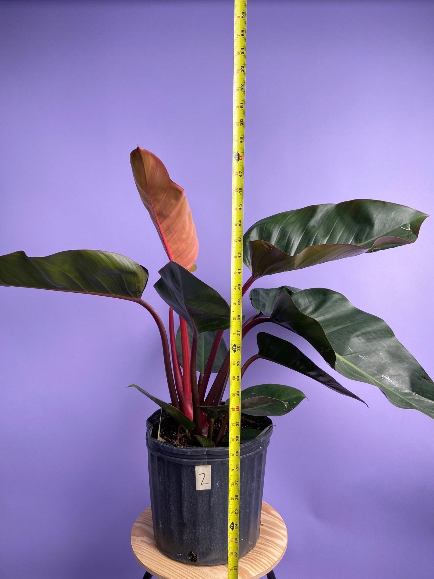 Philodendron "Congo Rojo" - 32" Tall - The Succulent City