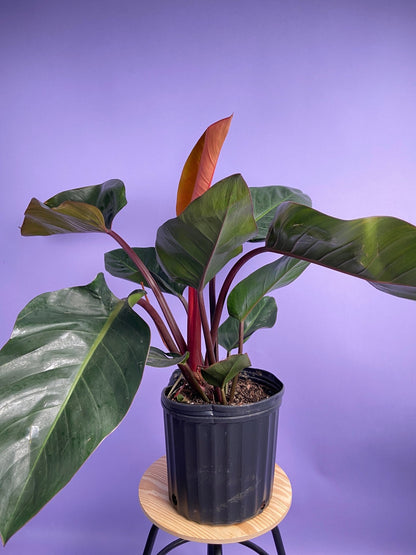 Philodendron "Congo Rojo" - 32" Tall - The Succulent City