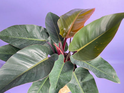 Philodendron "Congo Rojo" - 6" - The Succulent City