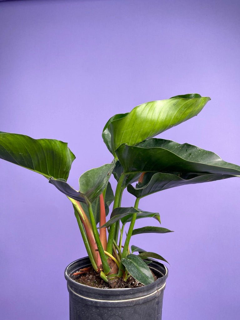 Philodendron "Green Congo" - 28" Tall - The Succulent City