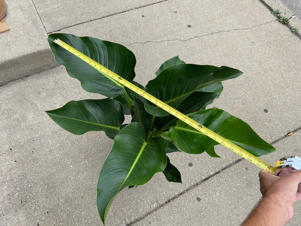 Philodendron "Green Congo" - 28" Tall - The Succulent City