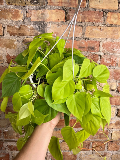 Philodendron "Neon" - 8" - The Succulent City