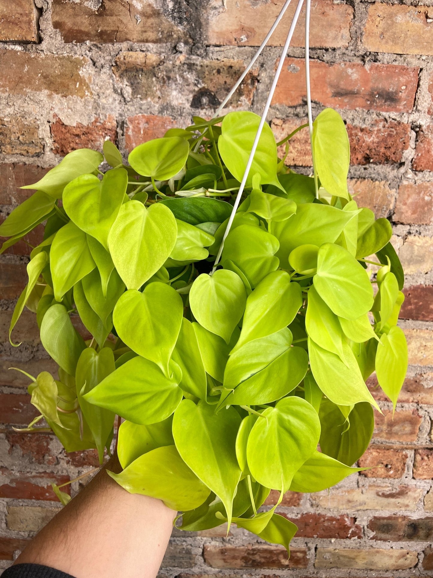 Philodendron "Neon" - 8" - The Succulent City