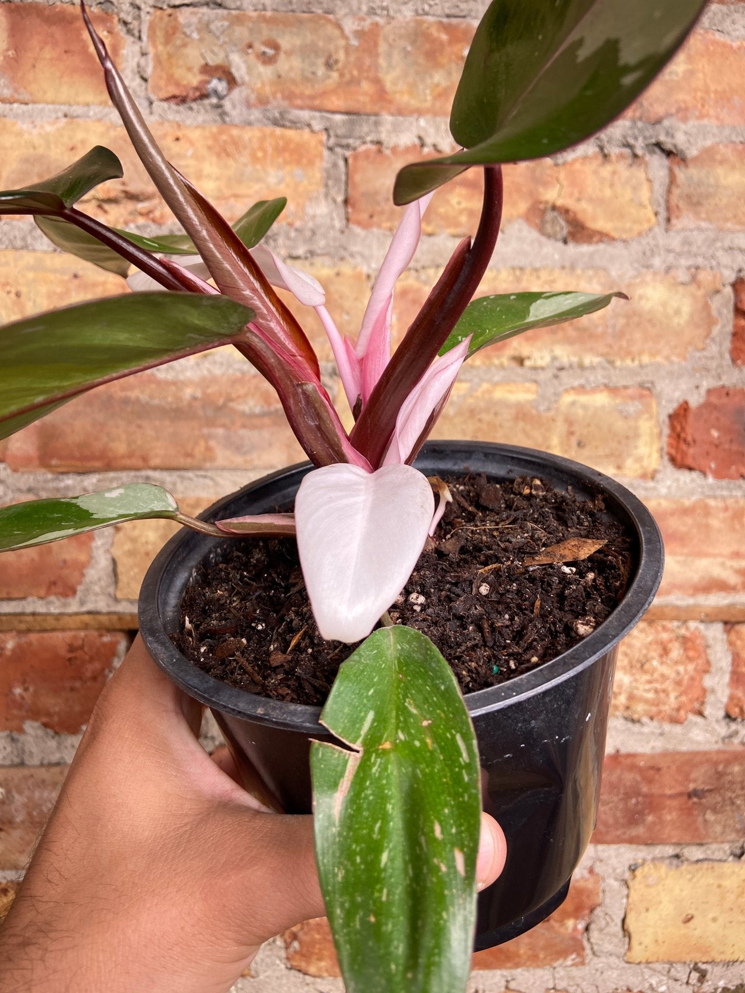 Philodendron "Pink Princess" - 6" - The Succulent City