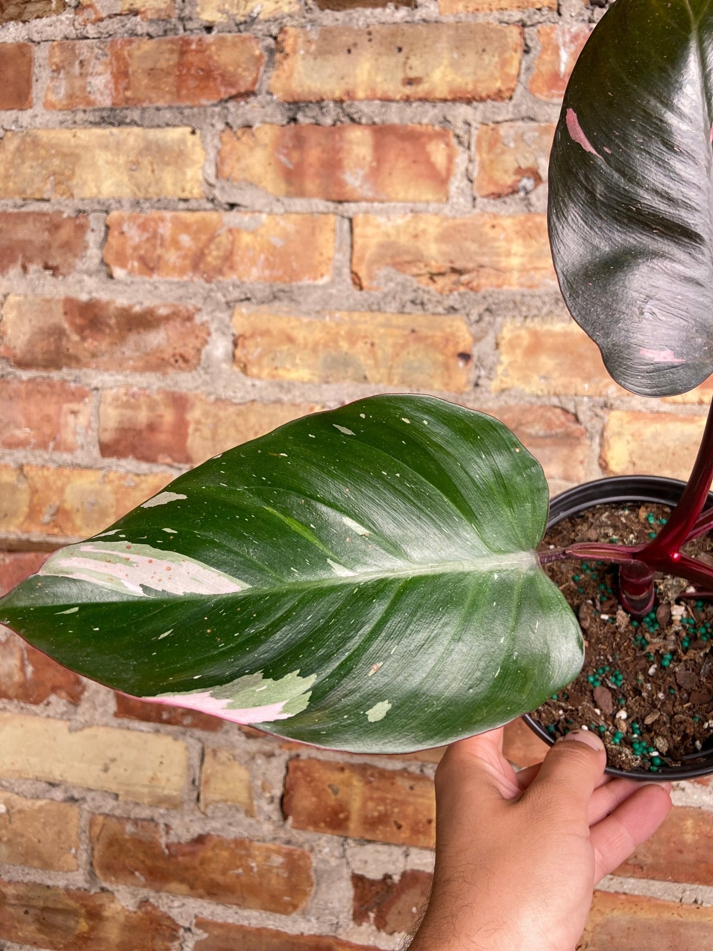 Philodendron "Pink Princess" - 6" - The Succulent City