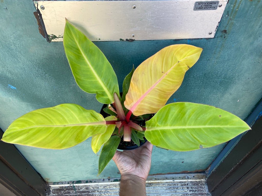 Philodendron "Prince of Orange" - The Succulent City