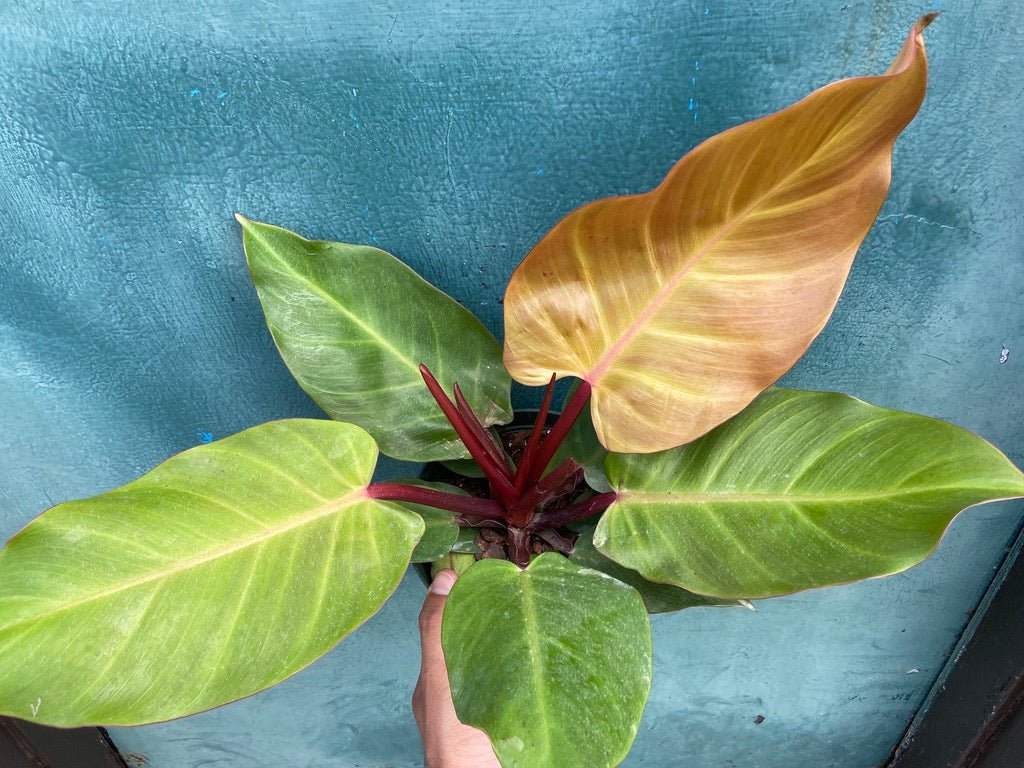 Philodendron "Prince of Orange" - The Succulent City