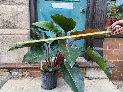 Philodendron "Red Congo" - 3FT Tall - The Succulent City