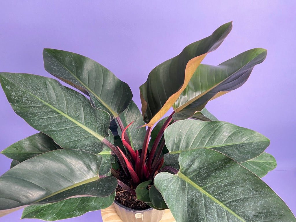 Philodendron "Red Congo" - 3FT Tall - The Succulent City
