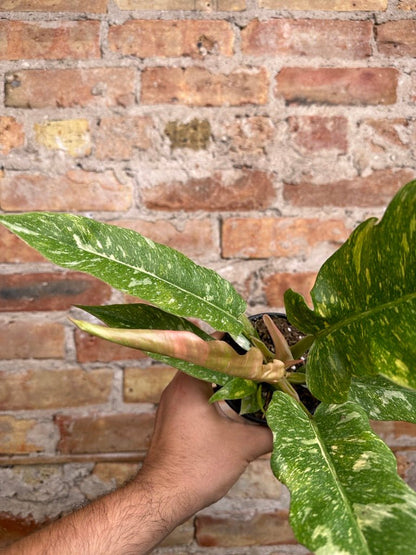 Philodendron "Ring of Fire" (Variegated) - 4" Pot - The Succulent City