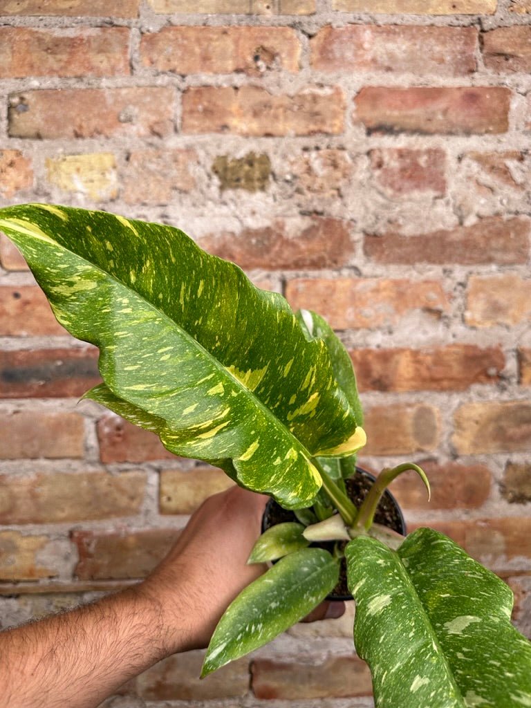 Philodendron "Ring of Fire" (Variegated) - 4" Pot - The Succulent City