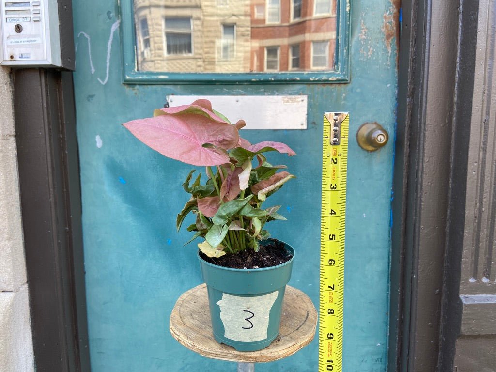 Pink Syngonium - 4" - The Succulent City