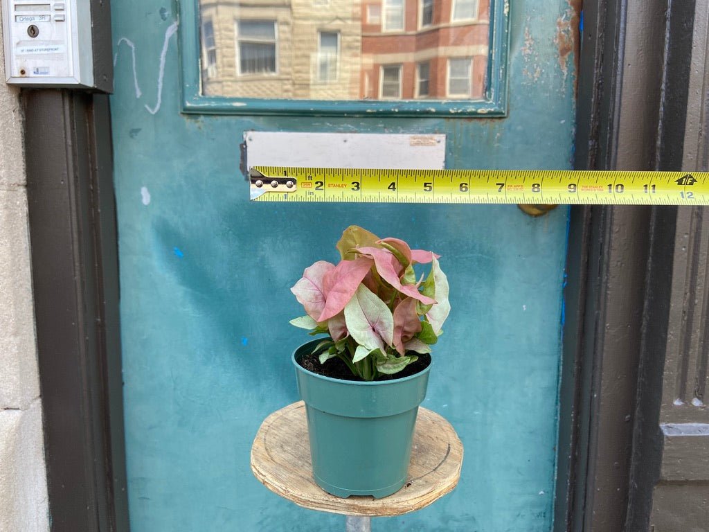 Pink Syngonium - 4" - The Succulent City