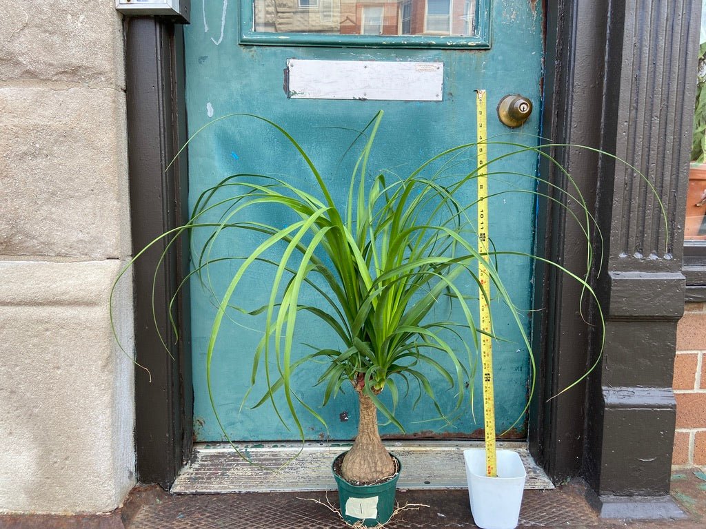 Ponytail Palm - 3FT Tall - The Succulent City