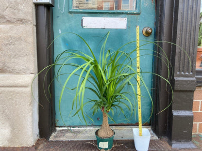 Ponytail Palm - 3FT Tall - The Succulent City