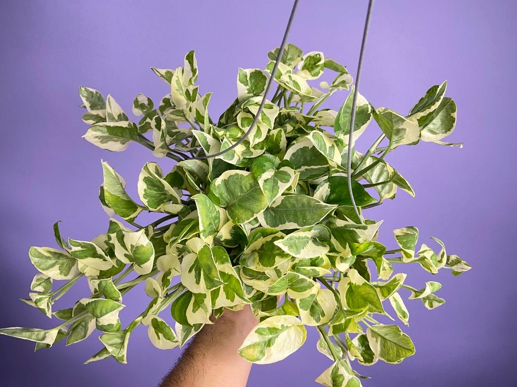 Pothos "N Joy" - 6" (Hanging) - The Succulent City