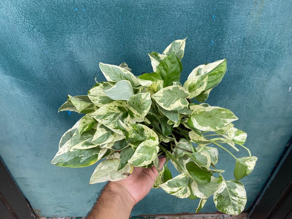 Pothos "Pearl and Jade" - 6" - The Succulent City
