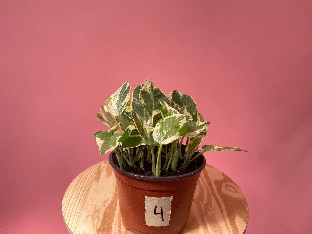 Pothos "Pearl and Jade" - 6" - The Succulent City