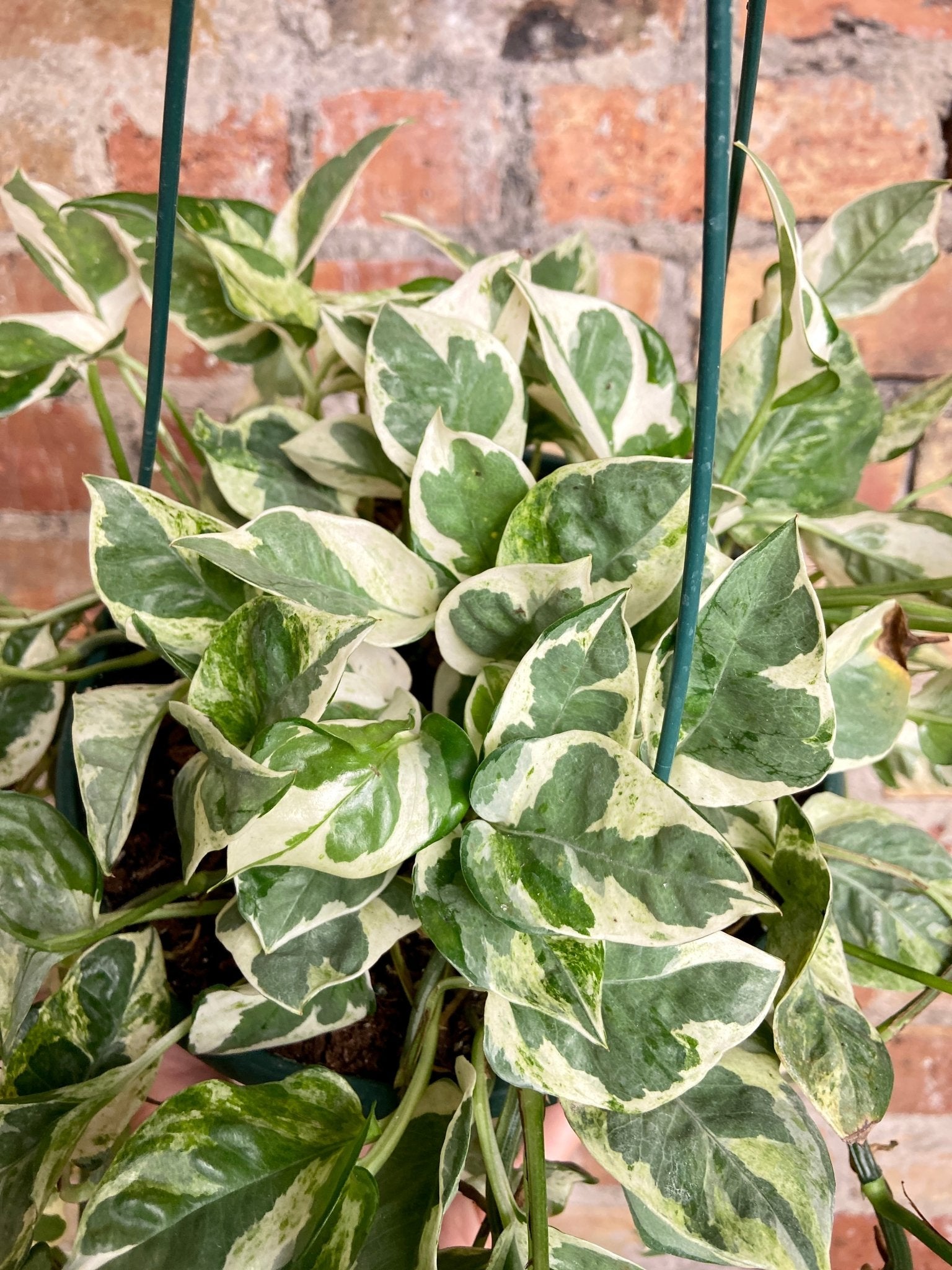Pothos "Pearls and Jade" - 8" - The Succulent City