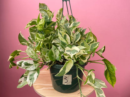 Pothos "Pearls and Jade" - 8" - The Succulent City
