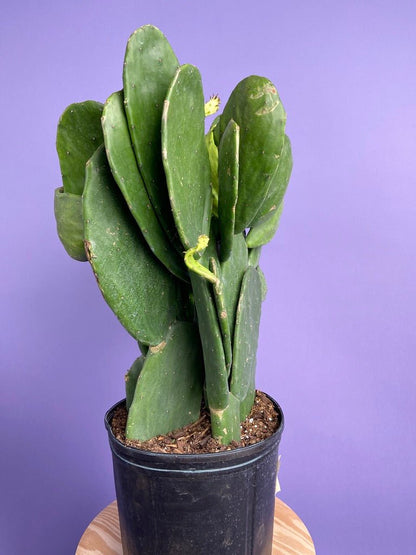 Prickly Pear Cactus (Spineless) - Dense 2FT Tall - The Succulent City
